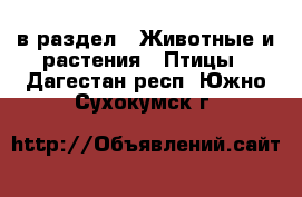 в раздел : Животные и растения » Птицы . Дагестан респ.,Южно-Сухокумск г.